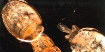Lakselus-guiden