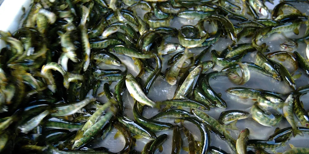 Lavere omsetning for Lødingen Fisk