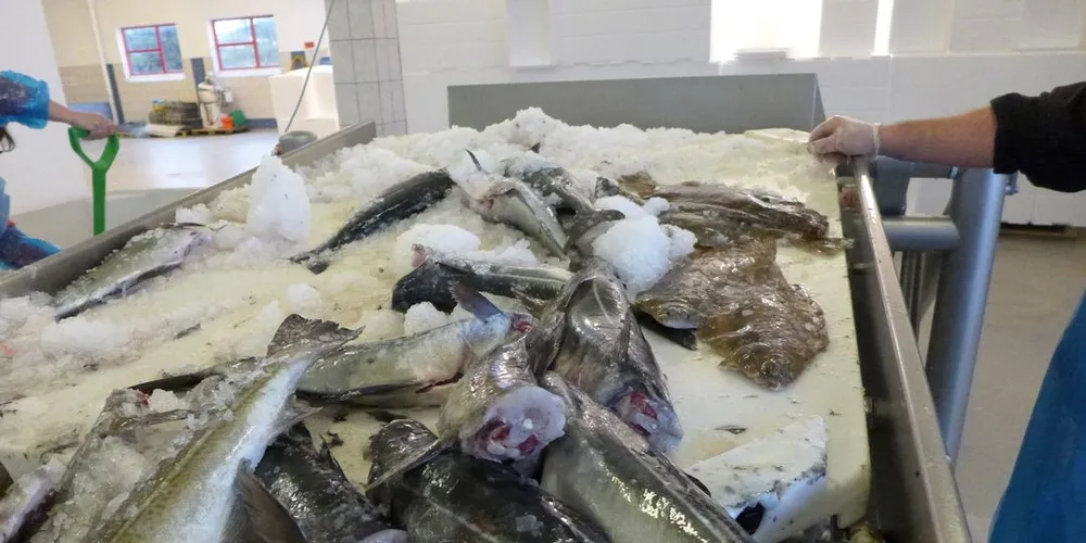 De økonomiske problemene i Hellas har fått konsekvenser for norsk fiskeeksport. Arkivfoto: Jon Eirik Olsen