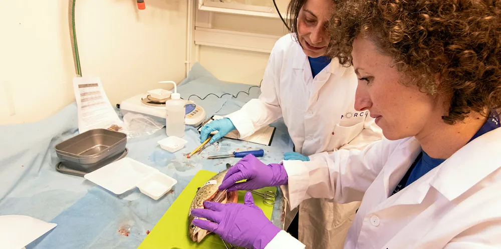 Researchers at CtrlAqua are intensifying research on early sex maturation of salmon in RAS systems. The picture shows Valentina Tronci and a member of the CtrlAQUA leadership group Naouel Gharbi.