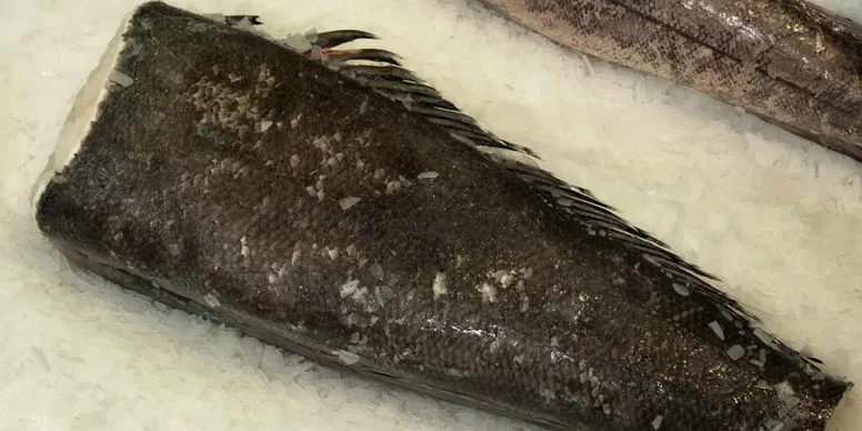 Chilean sea bass is back: Improved management, MSC certification have rebuilt fishery's image