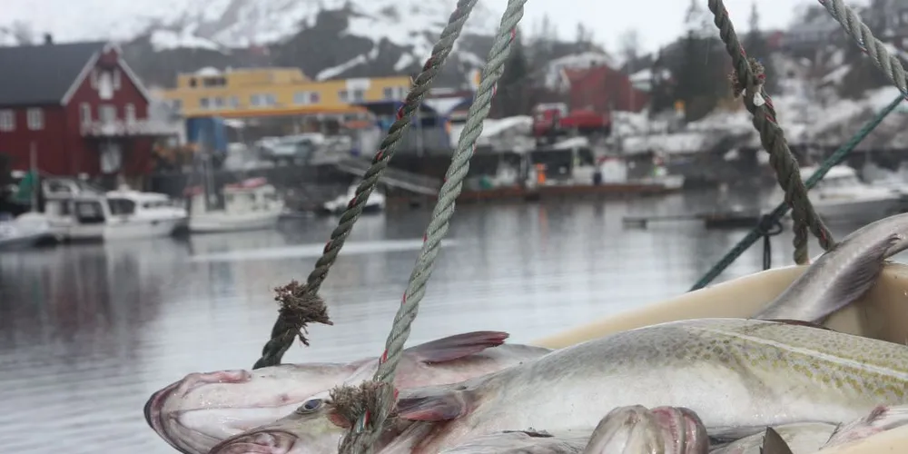 Foto: Terje Jensen.