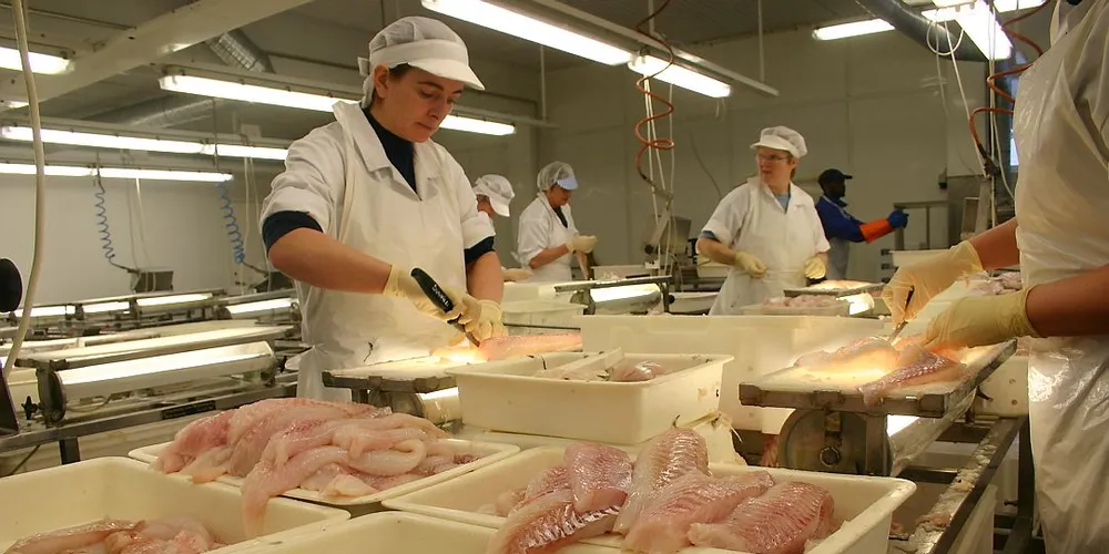 Norsk filetproduksjon synker kraftig, mens Island og Russland vokser. Illustrasjonsfoto: Geir Bjørn Nilsen