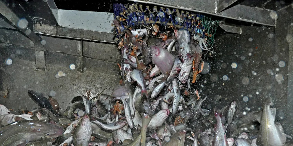 Fishermen have 'a lot to lose' in looming EU discards ban