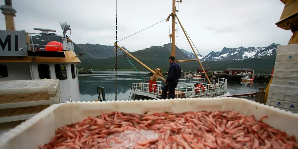Rekefangst i Lyngen.Ill.foto: Gunnar Grytås