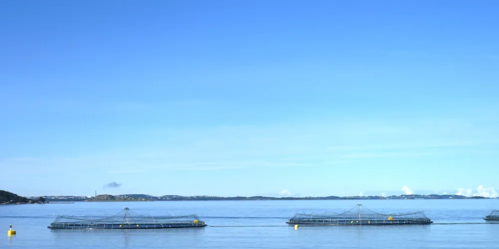 Salmon prices look stable to slightly down