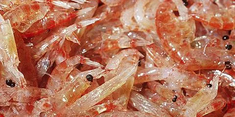 Aker BioMarine launches krill dietary pill