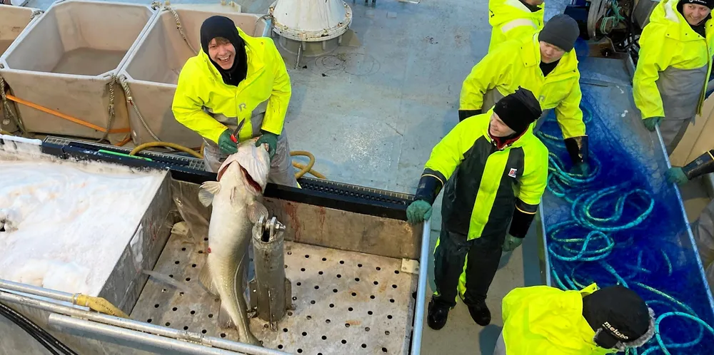 Emil Pedersen på skreien i Lofoten sammen med andre elever fra Austevoll og Fusa videregående skoler. Fangstene har ikke vært helt det store for den første puljen med elever, men noen flotte eksemplarer er blitt tatt om bord.