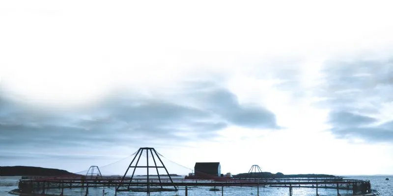 SalMar, Leroy vying to buy Cermaq?