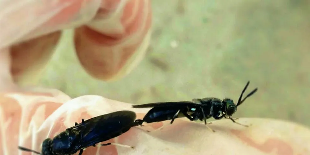 These days, plenty of research is being directed at insect feed for aquaculture operations.