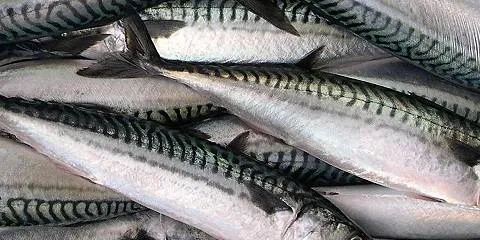 Margin squeeze in Norwegian pelagic industry?