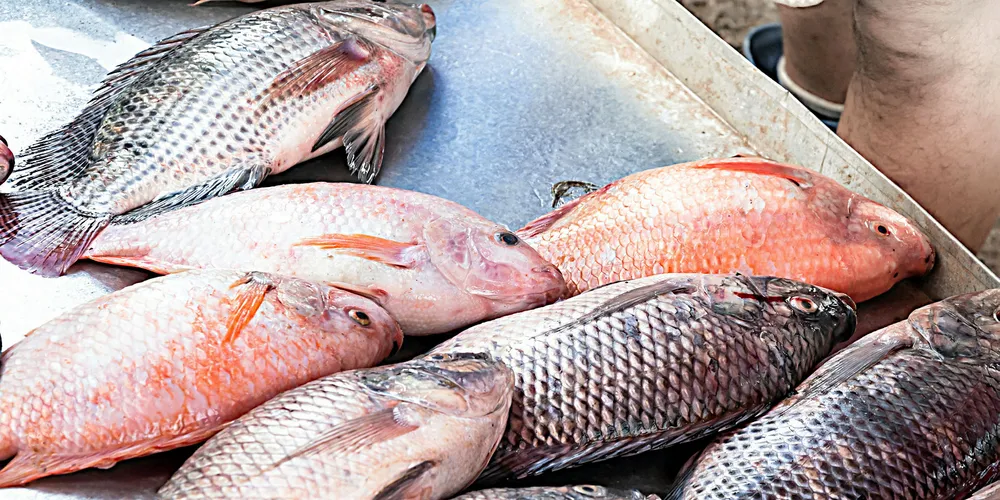 Tilapia is forecast to be one of the highest growth production segments in aquaculture.