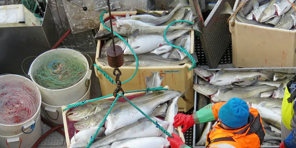 UENIGE: Nordland Fylkes Fiskarlag ser gjerne at mer av kystfiskeflåtens torskekvote leveres som skrei (bildet) i Nordland. Mens Flakstad Fiskarlag synes ferskfiskordninga, som gir økte torskelandinger i Finnmark, er en god og tjenlig ordning.