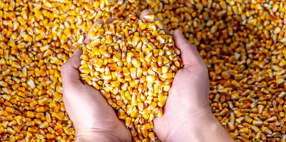 US grain exports are expected to rise, thanks to an anticipated bumper corn crop.