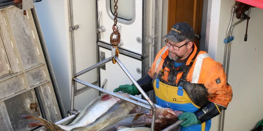 Garnfisker Ronald Settnøy mener han leverer torsk av en kvalitet han kan være bekjent av. Men det kan gjøres enda bedre, med de rette betingelsene, mener han. Foto: Jon Eirik Olsen