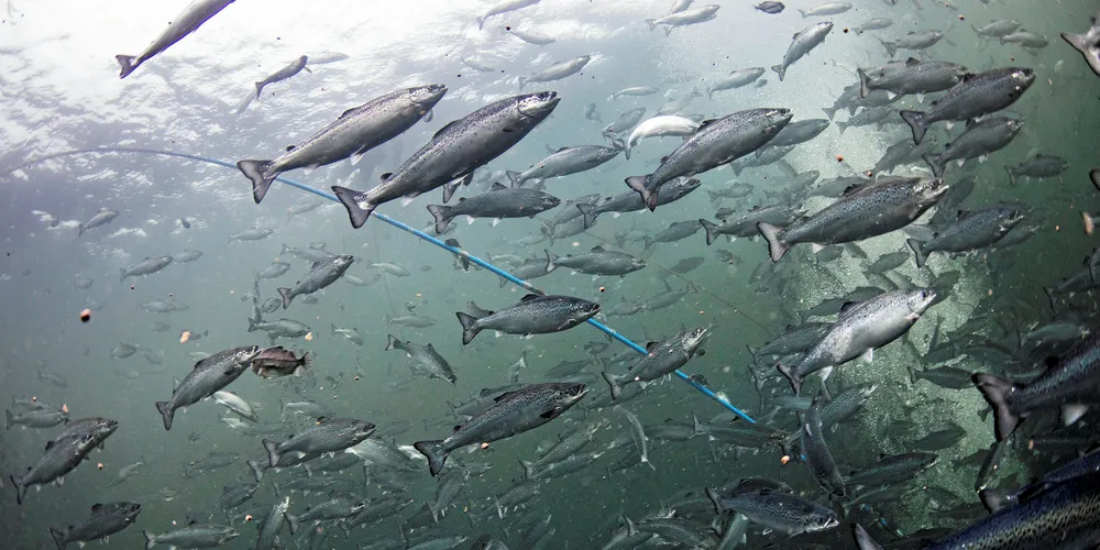 Nasdaq: salmon prices head back up in week 44