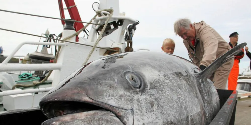 LÆRINGSKURVE: «Hillersøy» fikk 191 størjer i ett kast i 2016. Det var for mange til å redde kvaliteten på all fisken. Foto: Torhild Måkestad Martinussen