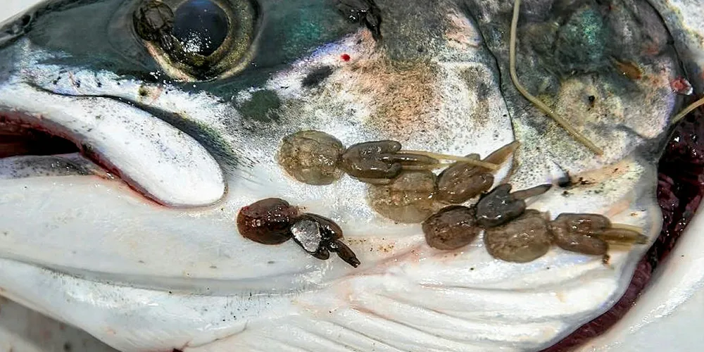 Mowi South: Cleaner fish the way ahead for the foreseeable future.