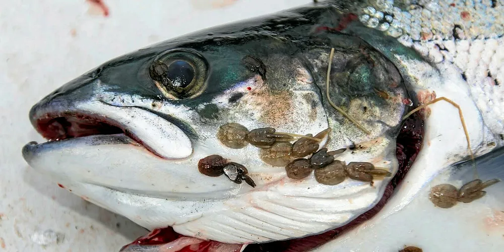 Sea lice continue to be one of the salmon farming sector's biggest challenges.
