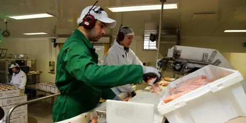 Salmon prices stay ‘low’ another week