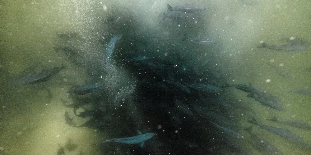 Seistimer beiter på avløpsrøret utenfor Urke i Norangsfjorden. Bildet tatt mars i år.