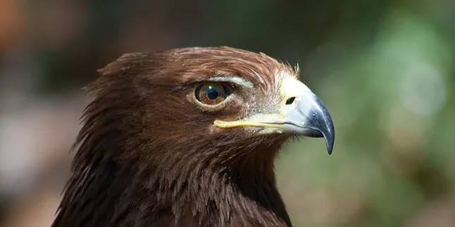 Buffett's PacifiCorp fined $2.5m for bird deaths at Wyoming wind farms