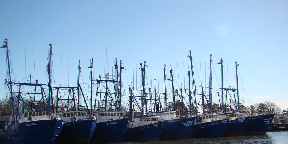 Blue Harvest Fisheries sets sights on scallop dominance