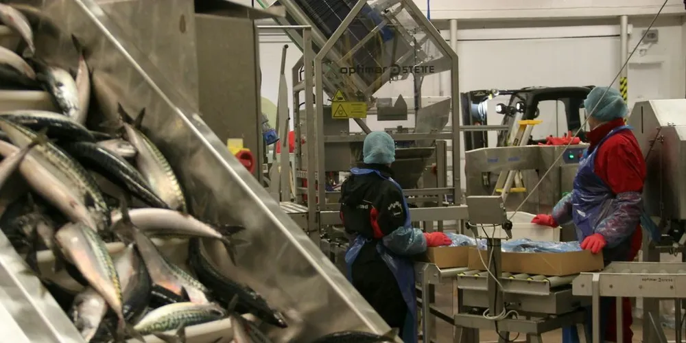 EU, Norge og Færøyene er enige om en ny makrellavtale for 2017. Norge vil få økt kvoten til 229.821 tonn, og dermed sikres industrien økt tilgang på fisk. Ill.foto: Torhild Måkestad Martinussen