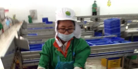 Marel: Potential opportunities for tilapia processing