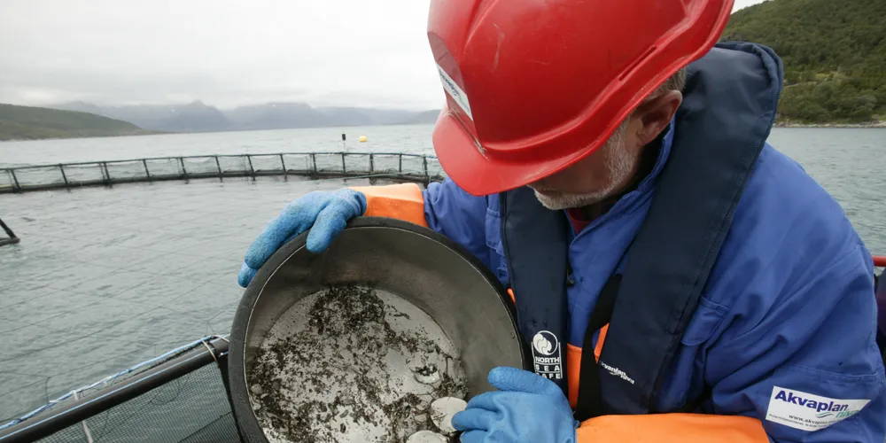 Norwegian salmon lice levels show big improvement