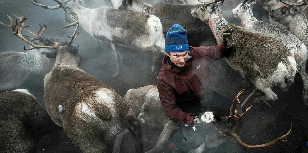 A Sami reindeer herder.