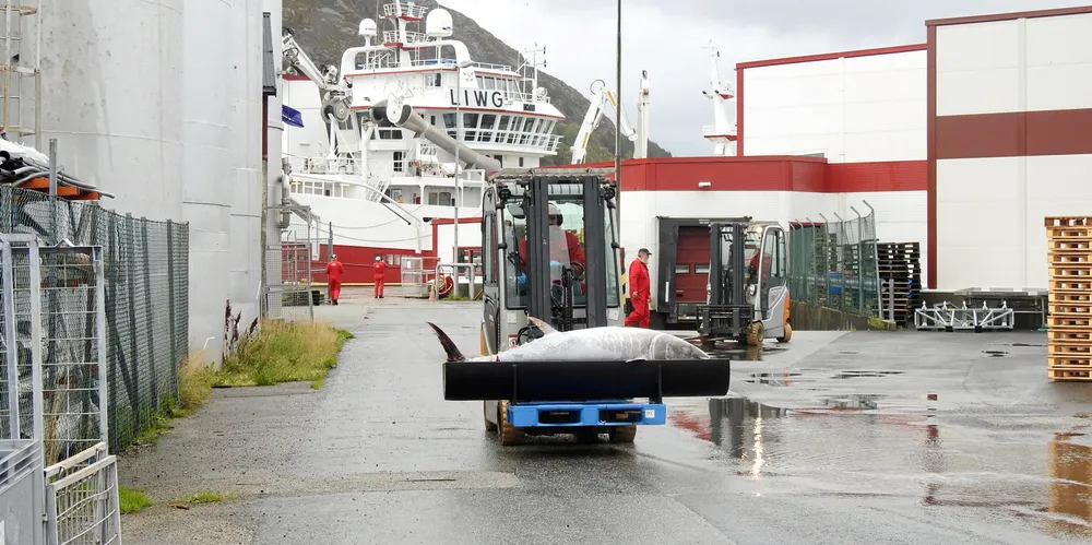 Lossing av makrellstørjer hos Pelagia Kalvåg. Problemet er at næringen ikke blir kvitt fisken, siden det ikke brukes penger på å markedsføre den i markedene.