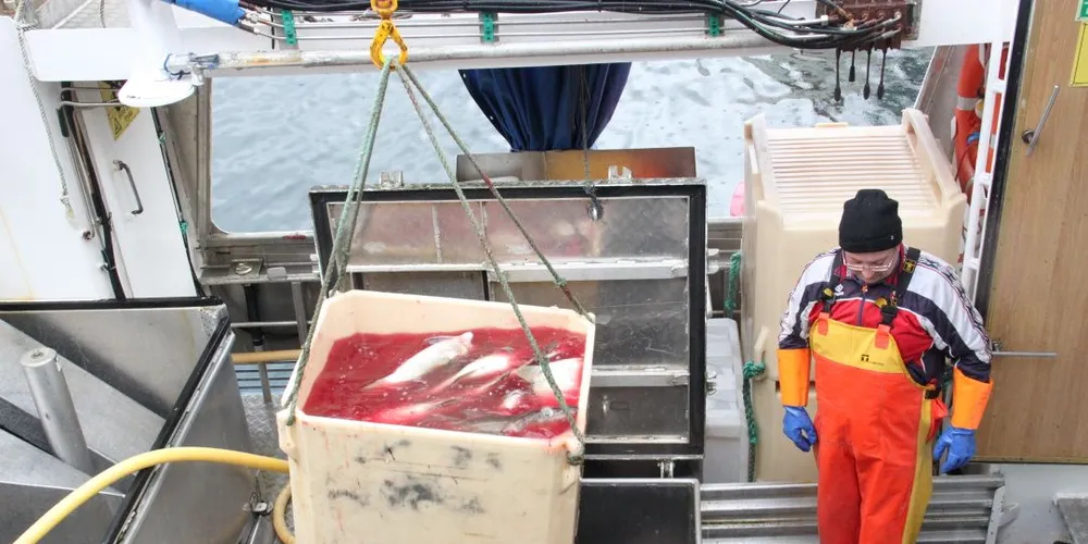 Fiskerne får utbetalt rekordsummer for torsken. Her fra en levering i Sund, i Vest-Lofoten forrige uke. Foto: Torhild Måkestad Martinussen