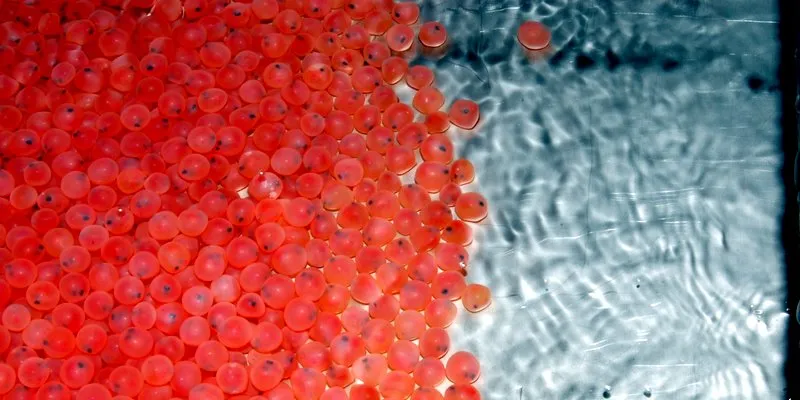 Illustrasjonsfoto. (Photo: Marine Harvest Chile)