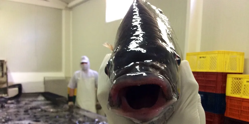 Picture Gallery: Piscicola Botero processing