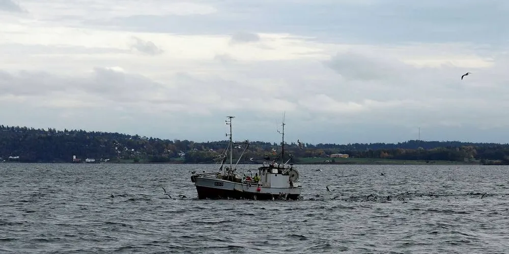 Havforskningsinstituttet leter etter måter å løfte torskebestanden i Ytre Oslofjord på. Ett virkemiddel kan være bevaringsområder.Arkivfoto: Andreas Hjorth Røen
