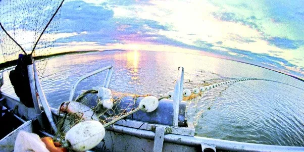 Report: Bristol Bay salmon accounts for six percent of US seafood exports