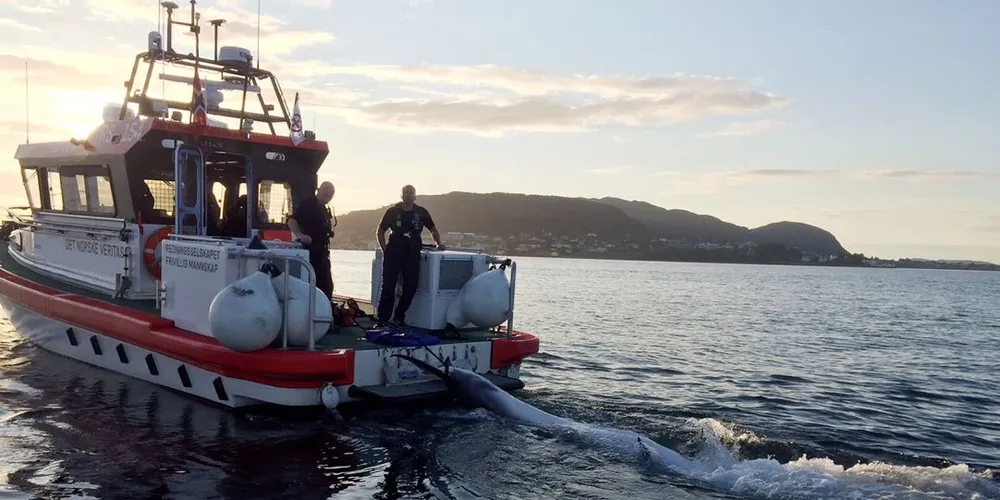 Redningsskøyte forsøkte å redde hval på Ellingsøya søndag. Foto: Redningsskøyta
