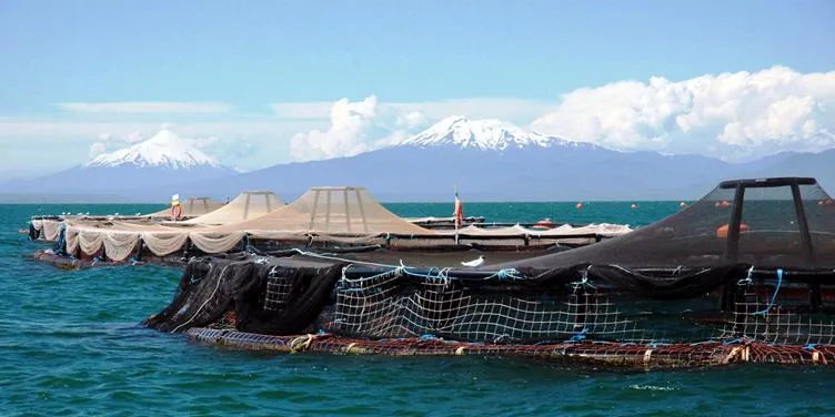 Chile salmon: Consolidation window 'is open'