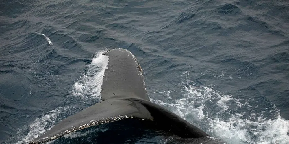 HvalFoto: (Foto: Aker Biomarine)