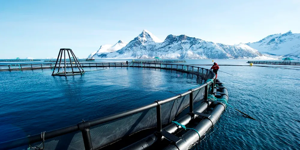 Bonafide launches new $250 million dedicated seafood fund