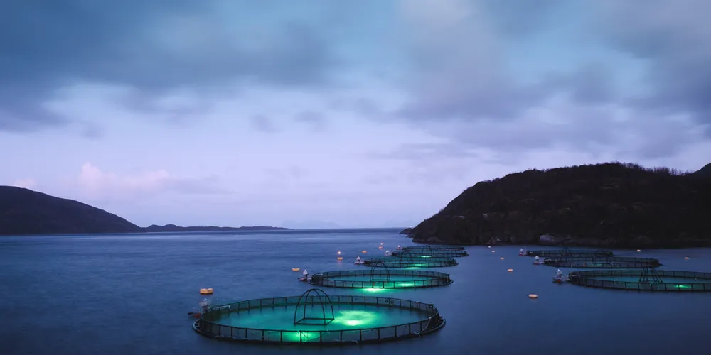 Nasdaq: Norwegian salmon prices stay flat