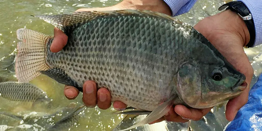 Cargill invests in new feed plant in Mexico. Tilapia.