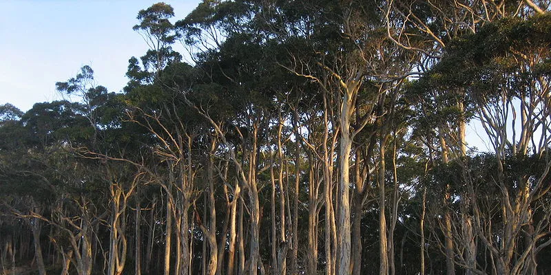 The company plans to use eucalyptus with a higher concentration of lignin