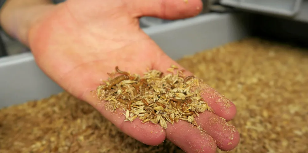 Insektmel og laksefôr er hovedprodukter for gründerne.