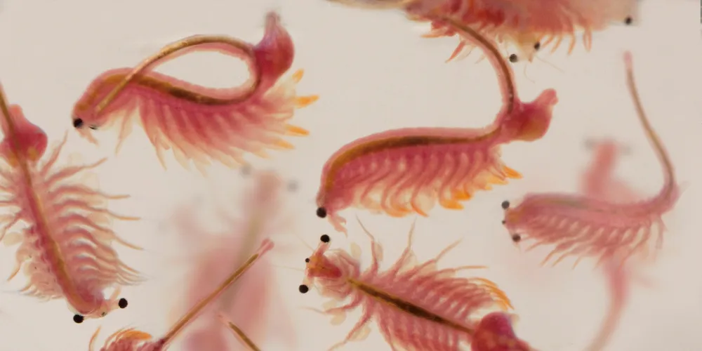 Artemia salina.