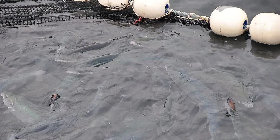 Fiskeoppdrett. Illustrasjonsfoto: Mia Kanstad Kulseng