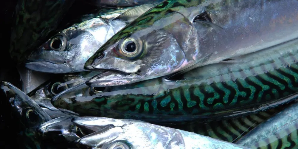 Makrellen formelig rømte både Andfjorden og Vestfjorden i løpet av noen få dager. Nordavind kan være årsaken til at det ikke har vært en eneste innmelding av fangst de siste fire - fem døgnene. Foto: Ole Eirik Klokeide.