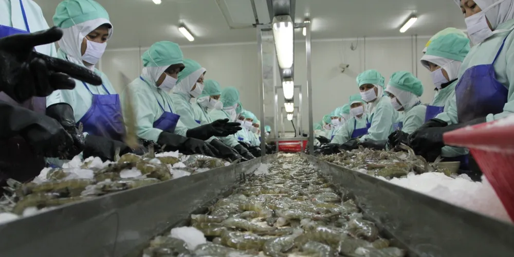 CP Prima to invest $31 million in new shrimp, feed plant