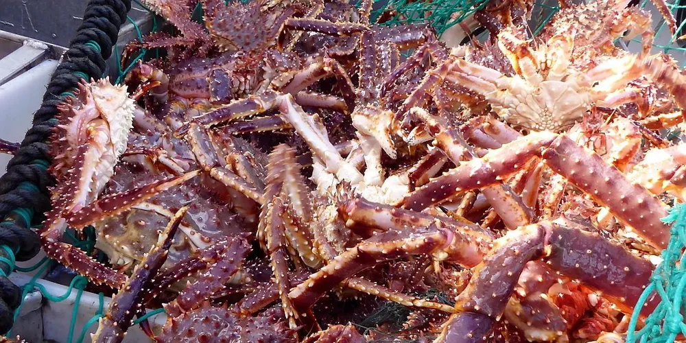 Kongekrabbe. Illustrasjonsfoto: John Strand.